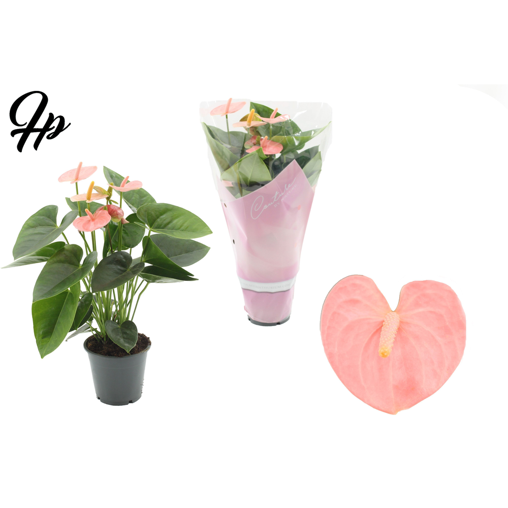Anthurium 12 cm Spirit in Couture sleeve.