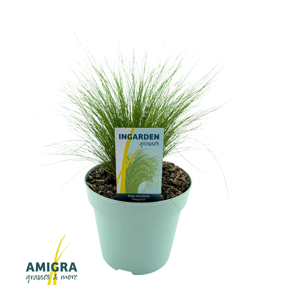 Stipa ten Ponytails.