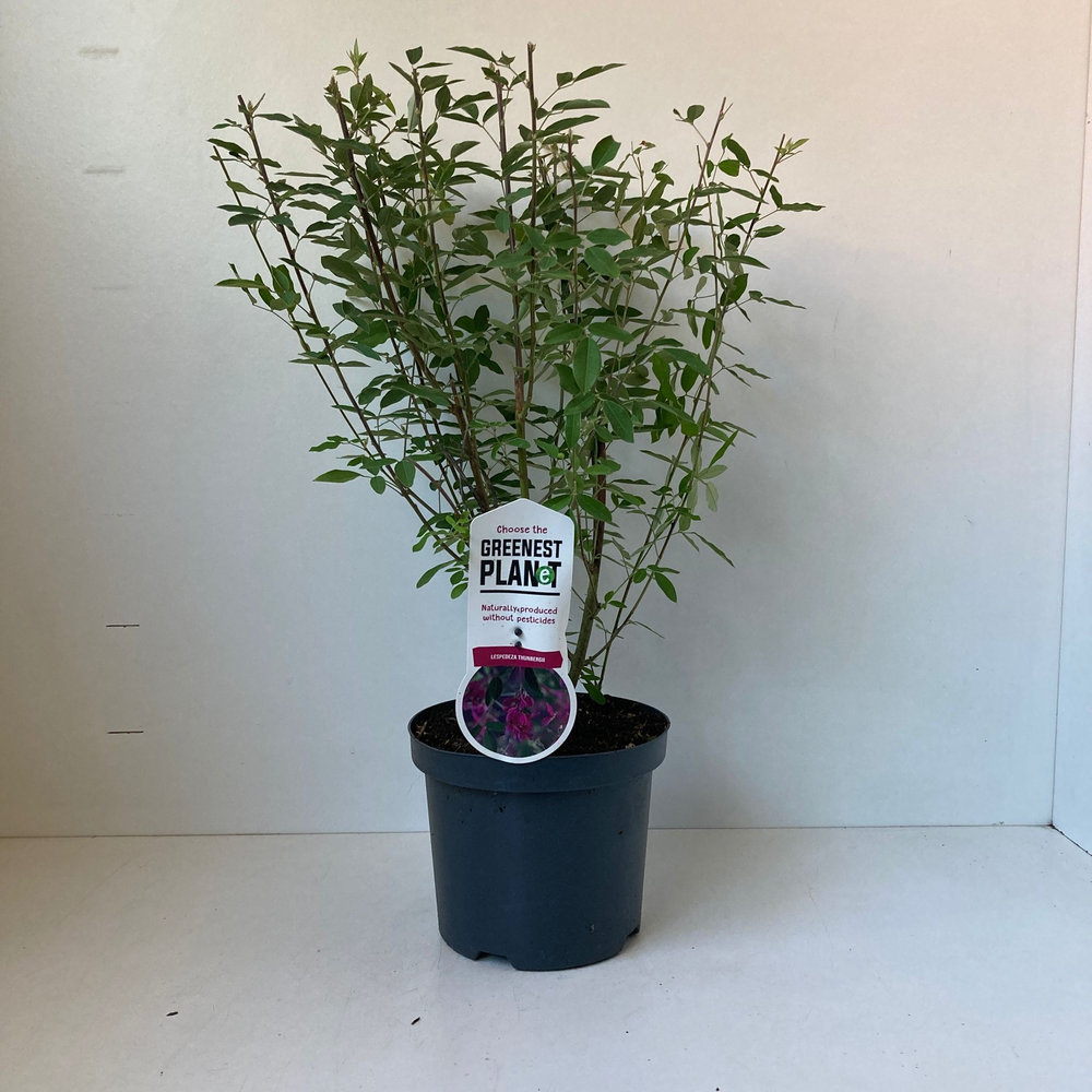 Lespedeza thunbergii.