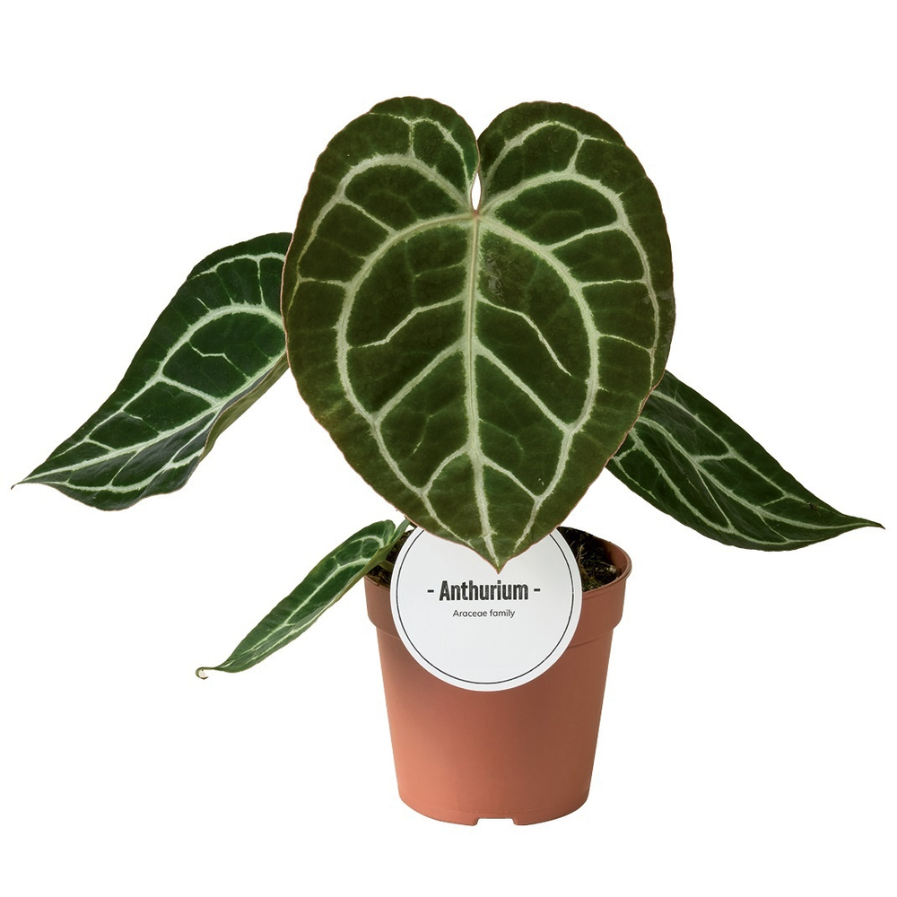 Anthurium Crystallinum.
