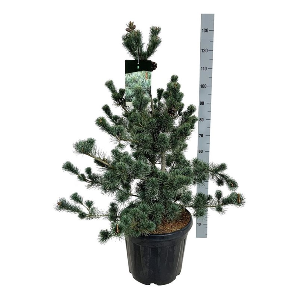 Pinus parv. 'Negishi'.