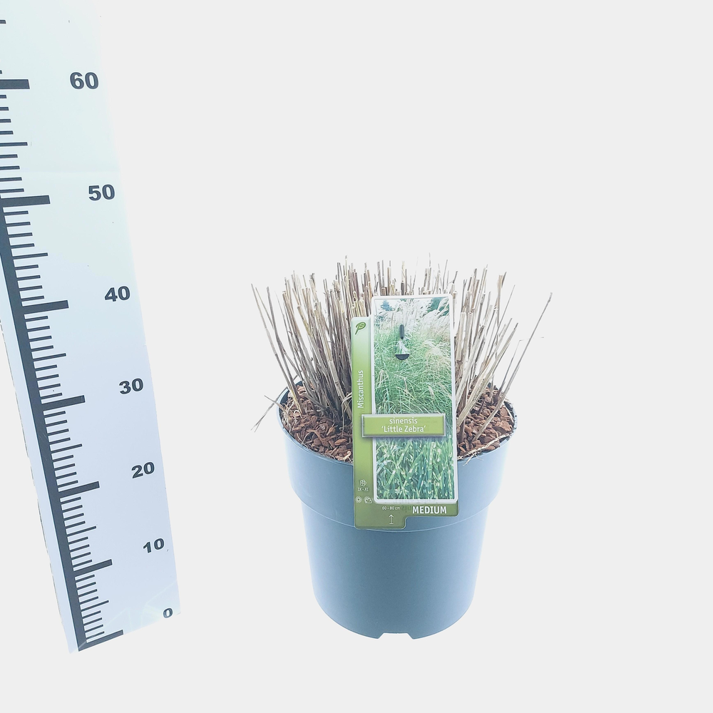 Miscanthus sin. 'Little Zebra'.