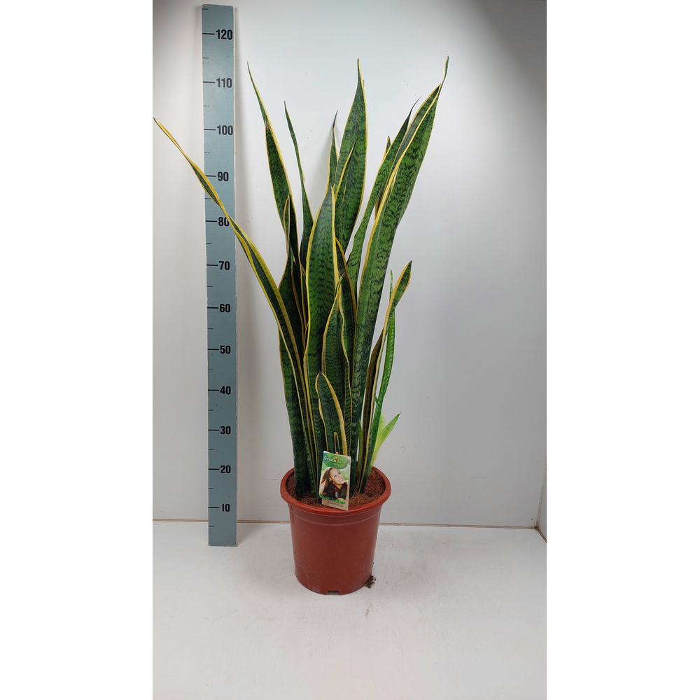 Sansevieria Laurentii p26 - extra dik.