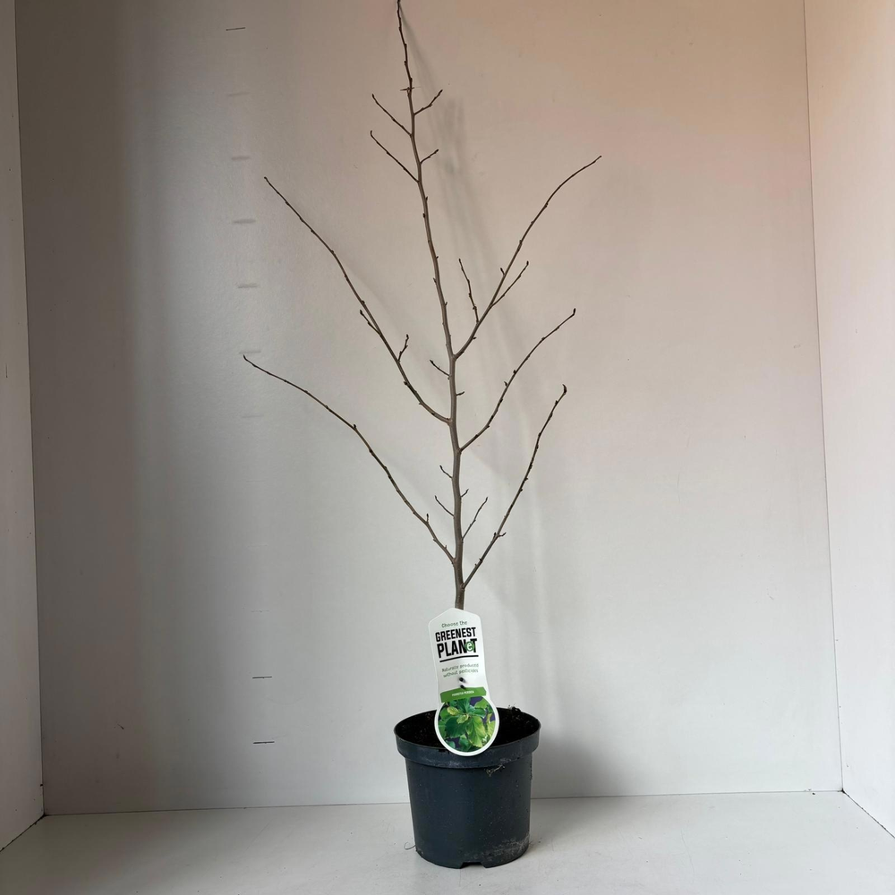 Parrotia persica - gestokt.