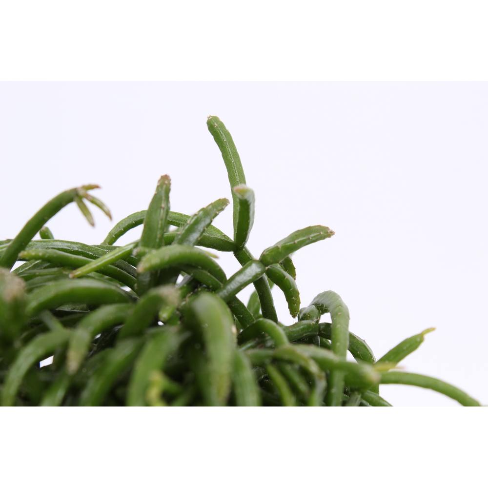 Rhipsalis baccifera Cassutha Oasis D10,5.