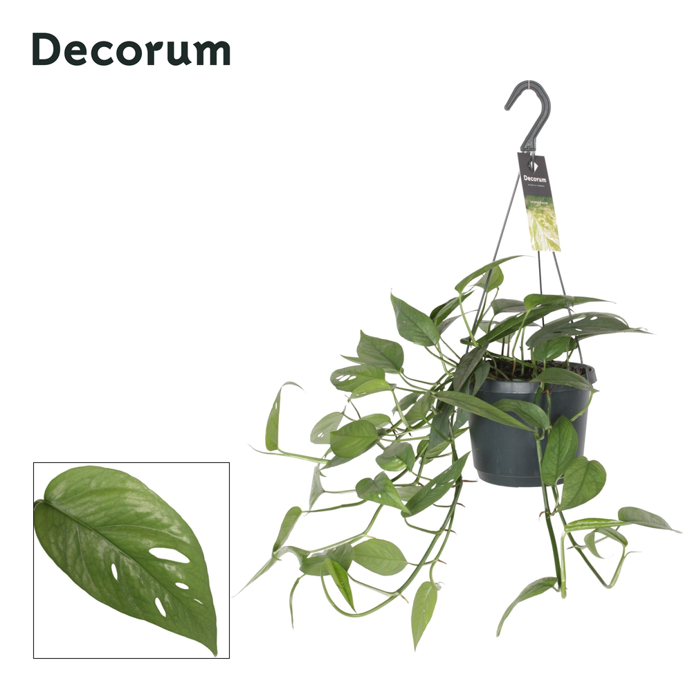 Epipremnum pinn. 'Cebu Blue'.