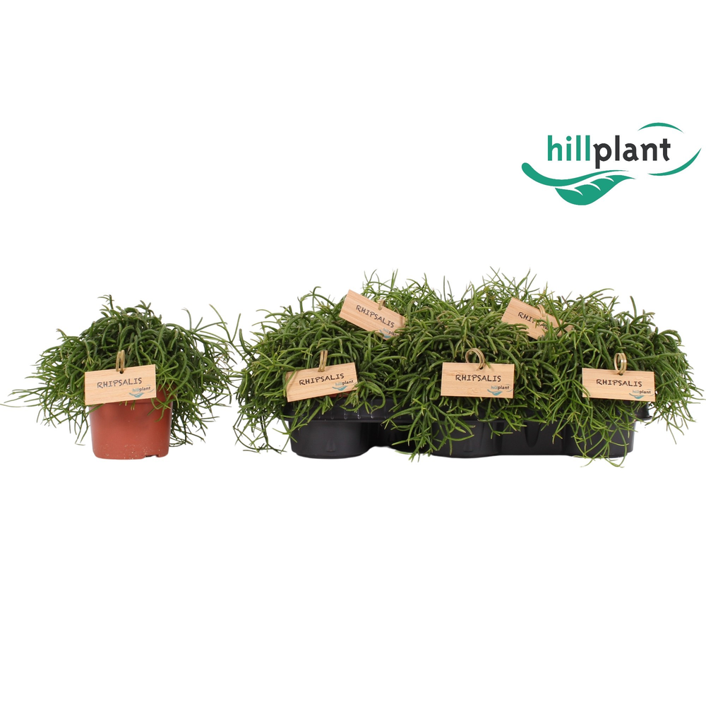 Rhipsalis baccifera Cassutha Oasis 10,5 cm.