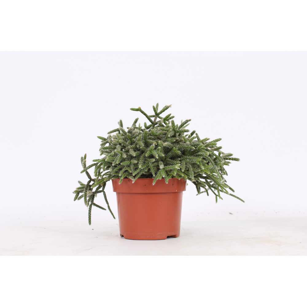 Rhipsalis gemengd 10,5 cm.