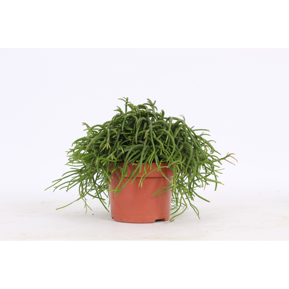 Rhipsalis gemengd D10,5.