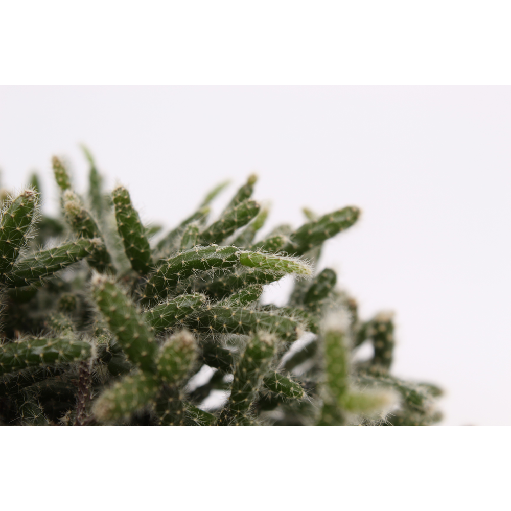 Rhipsalis pilocarpa D10,5 cm.