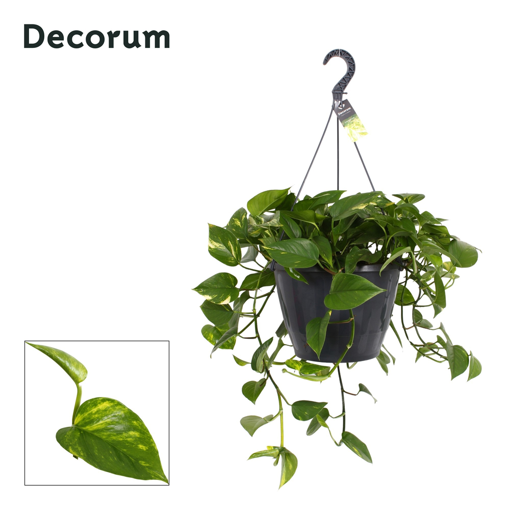 Epipremnum Aureum hang XXL.