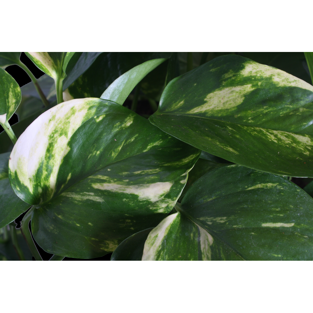Epipremnum Aureum hang XXL.