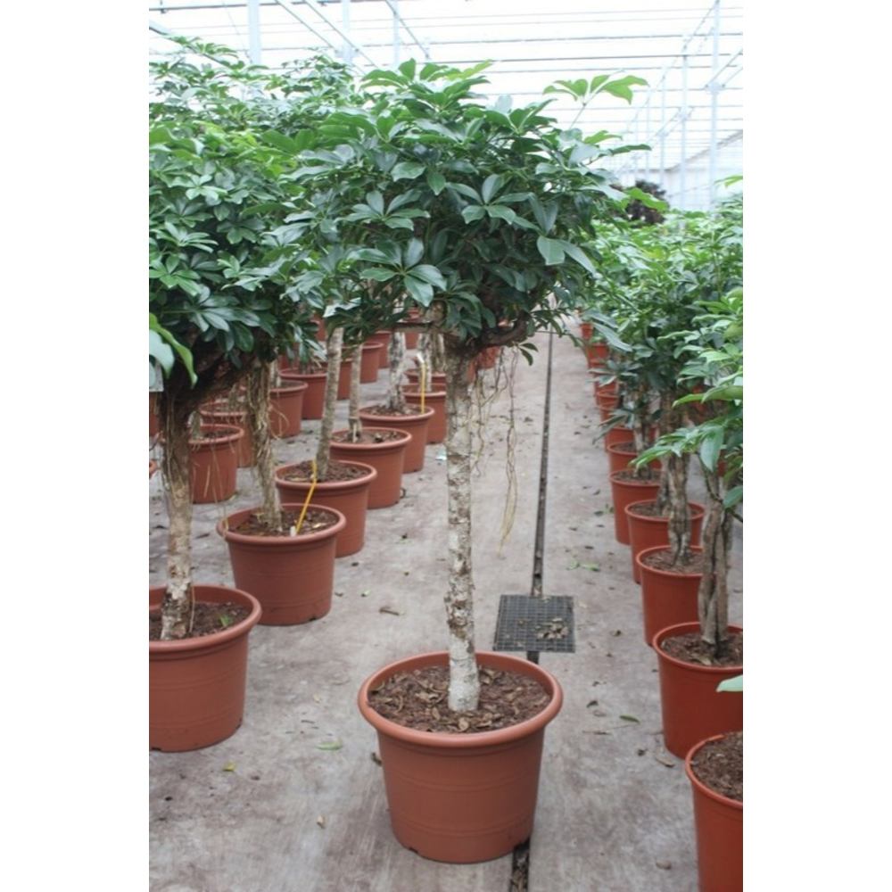 Schefflera arboricola 'Compacta'.