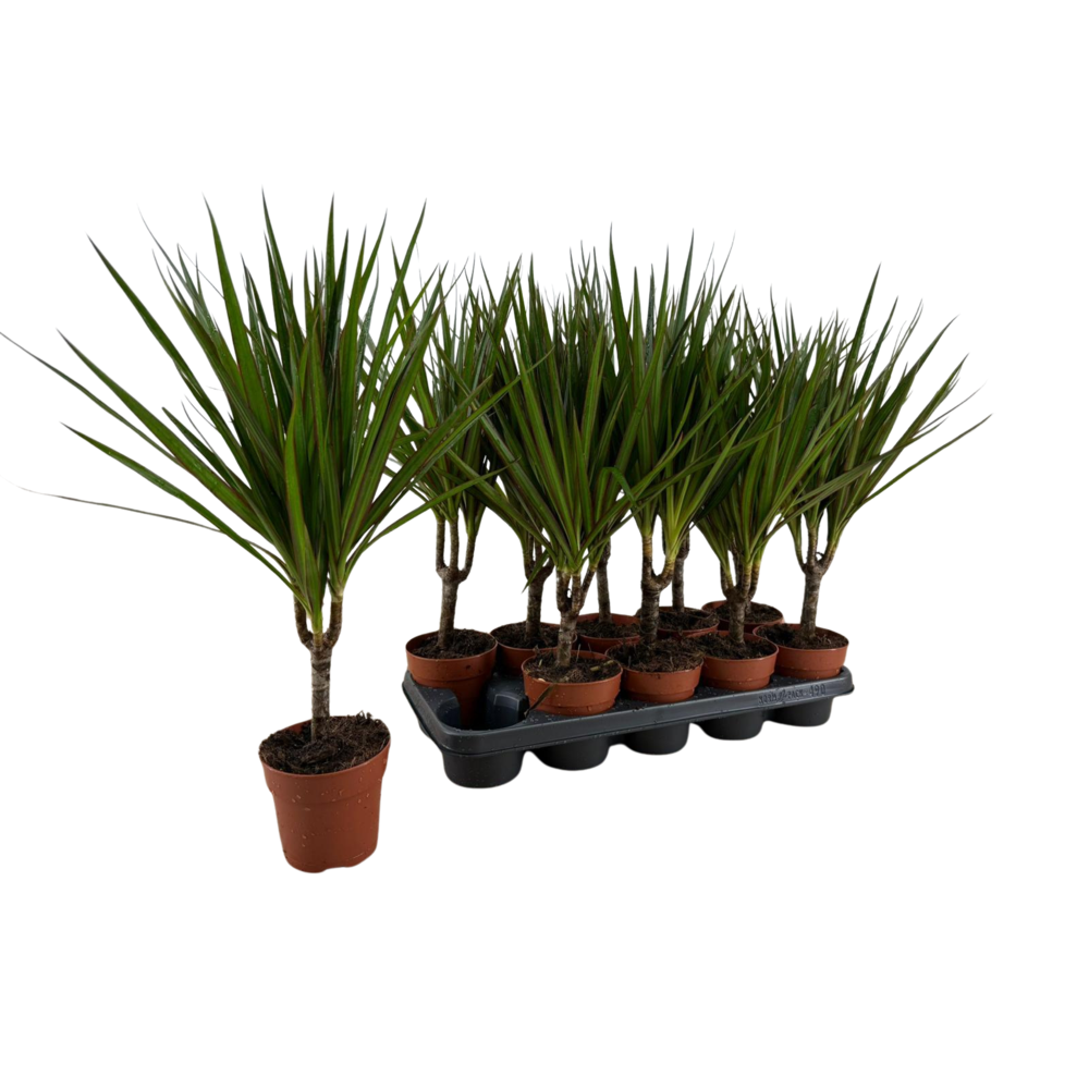 Dracaena Marginata p12.
