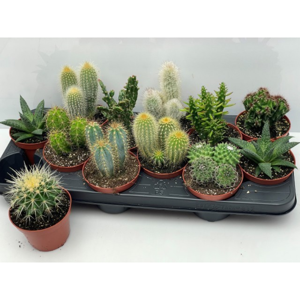 Engeland art.913 Cactus gemengd 10,5 cm.