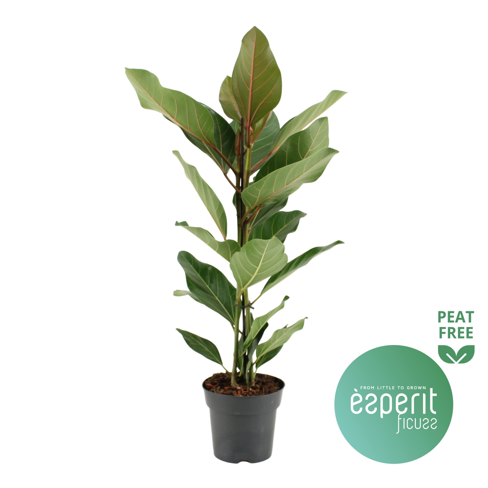 Ficus benghalensis Joy®.
