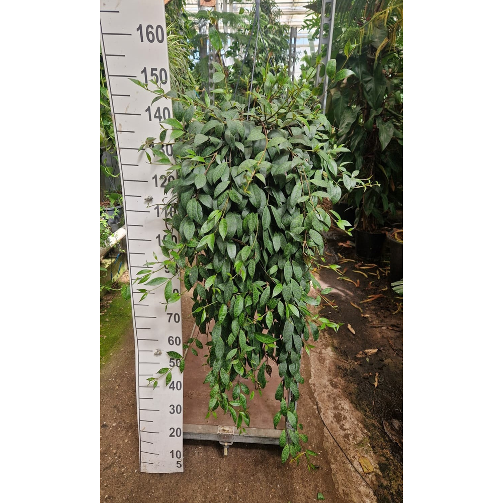 Aeschynanthus Marmoratus hangplant XXL.