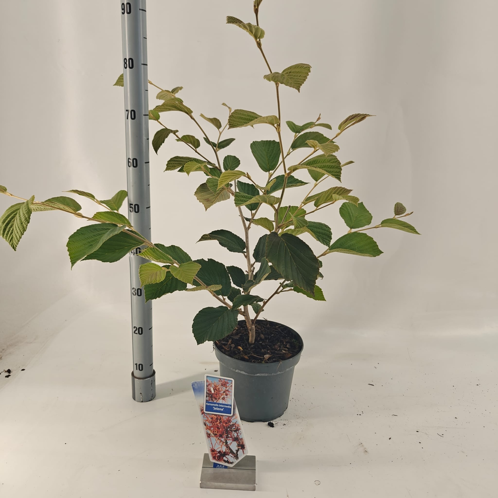 Hamamelis int. 'Jelena'.