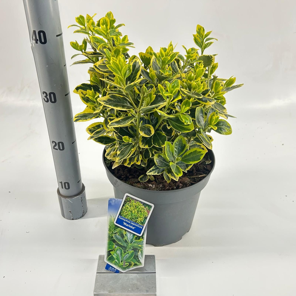 Euonymus jap. 'Marieke'.