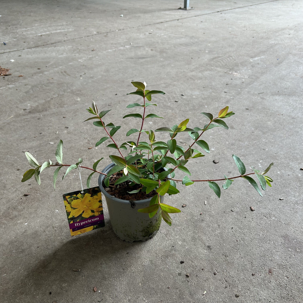 Hypericum 'Hidcote'.