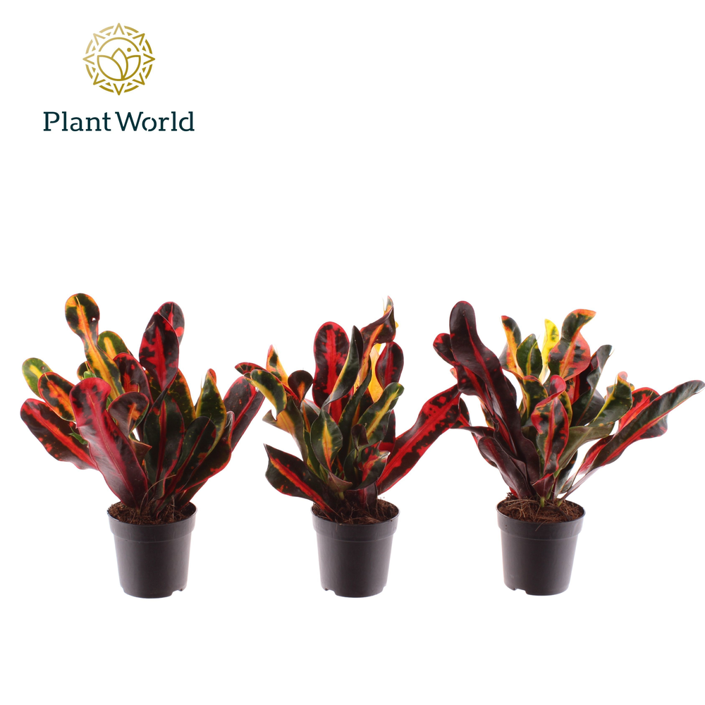 Croton Mammi kopstek 7 cm.