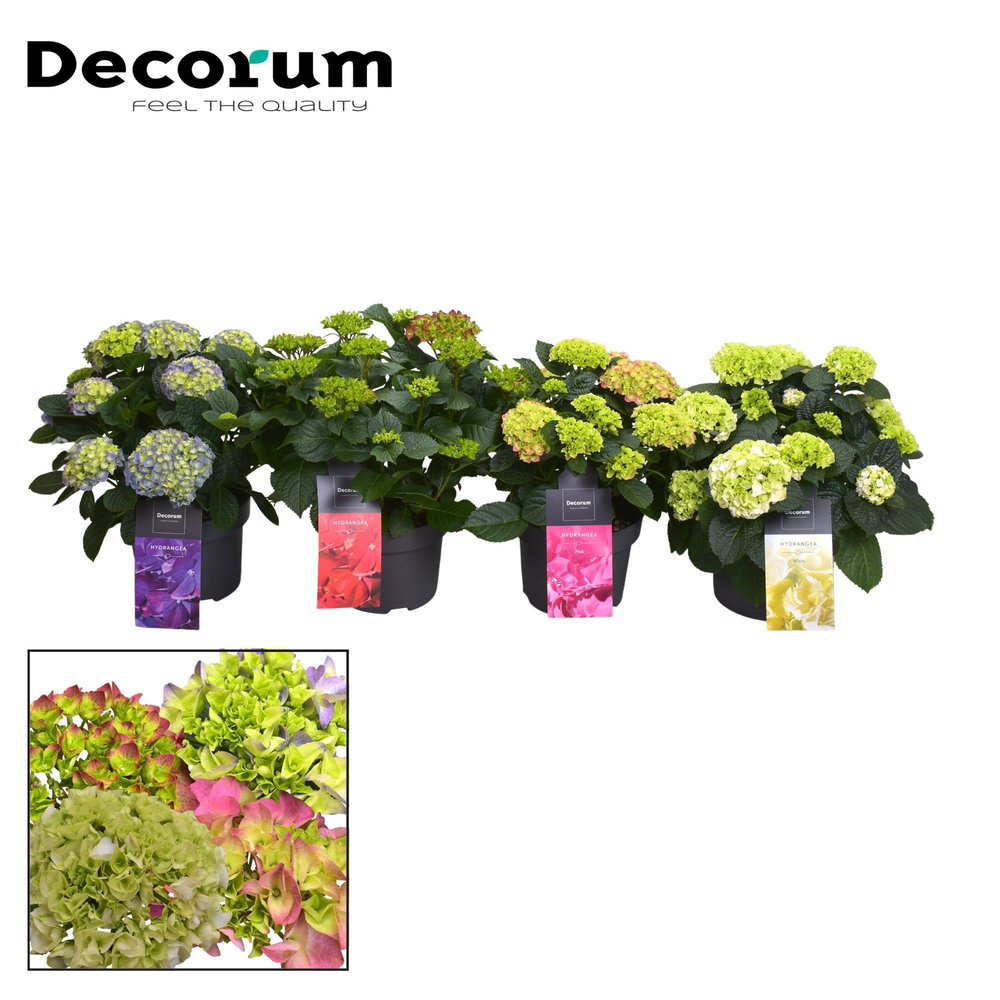 Hydrangea Bol 7 - 12 kop diverse kleuren (3-4) per.