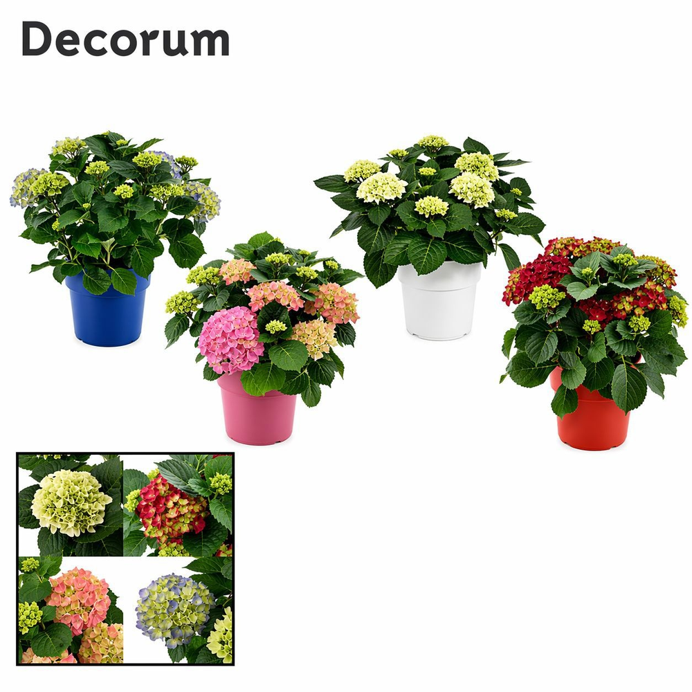 Hydrangea Bol 10-15 kop in gekleurde sierpot (Deco.