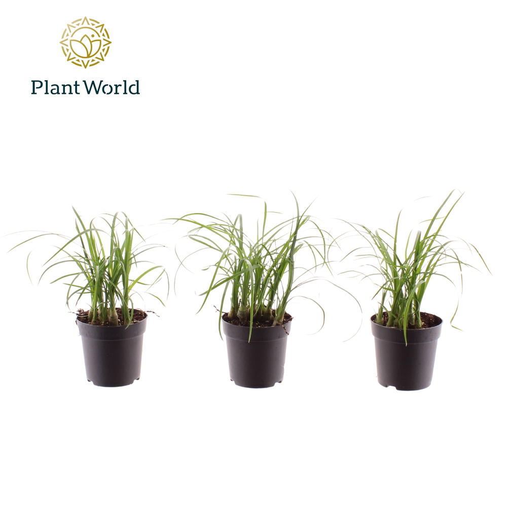 Nolina Bushy 7 cm (Decorum).