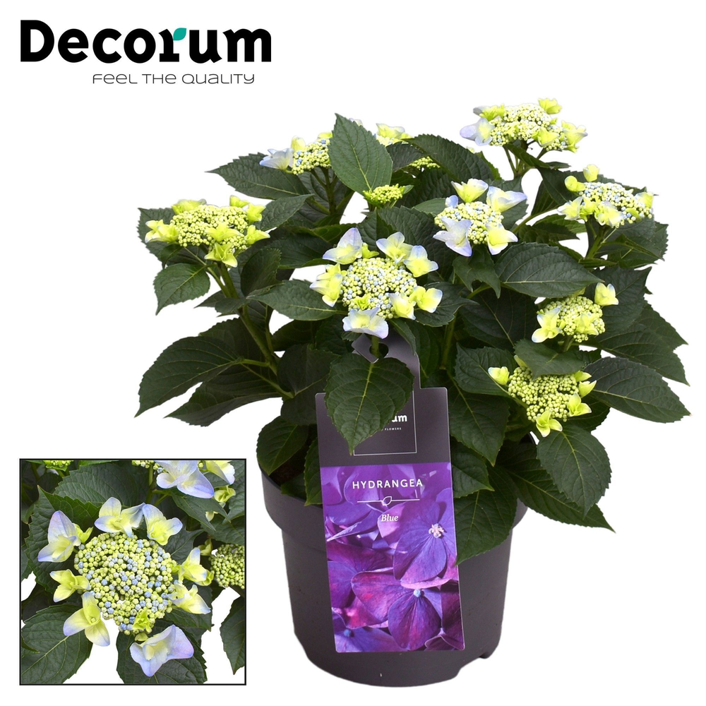 Hydrangea Teller Nizza Blue 7 - 12 kop (Decorum).