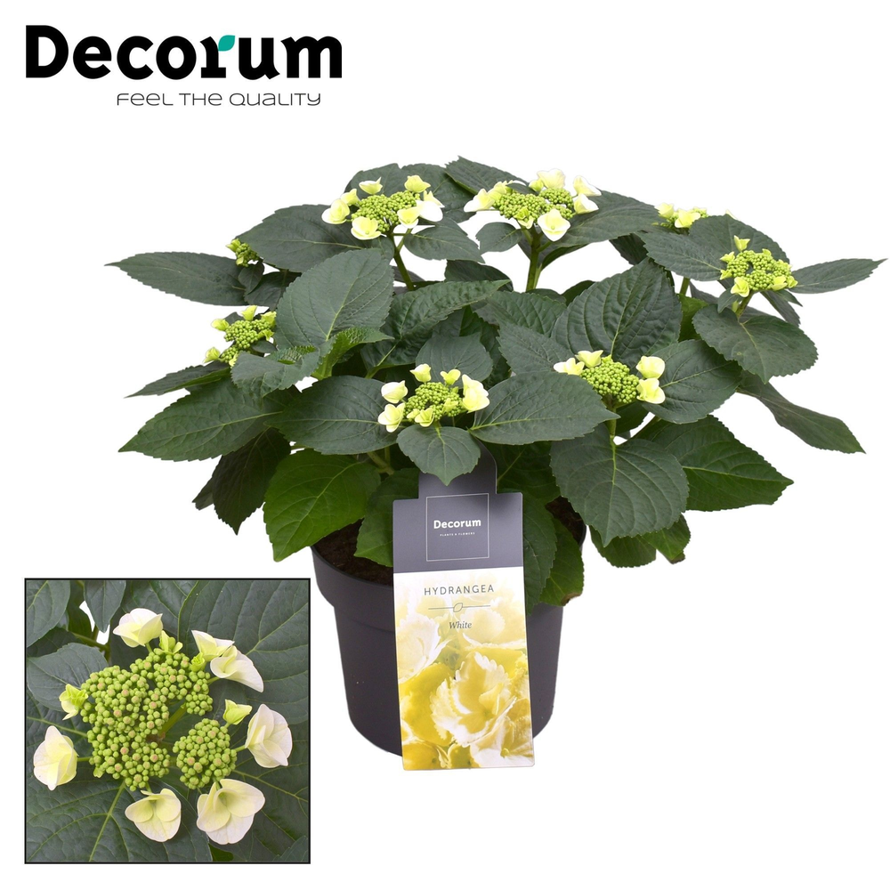 Hydrangea Teller Benxi (wit) 7 - 12 kop (Decorum).