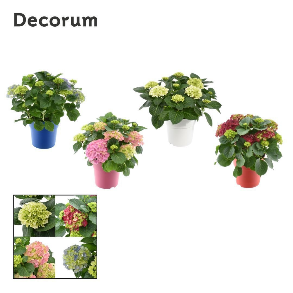 Hydrangea Bol 7 - 12 kop in gekleurde sierpot (Dec.