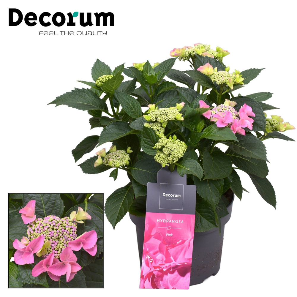 Hydrangea Teller Nizza Pink 7 - 12 kop (Decorum).