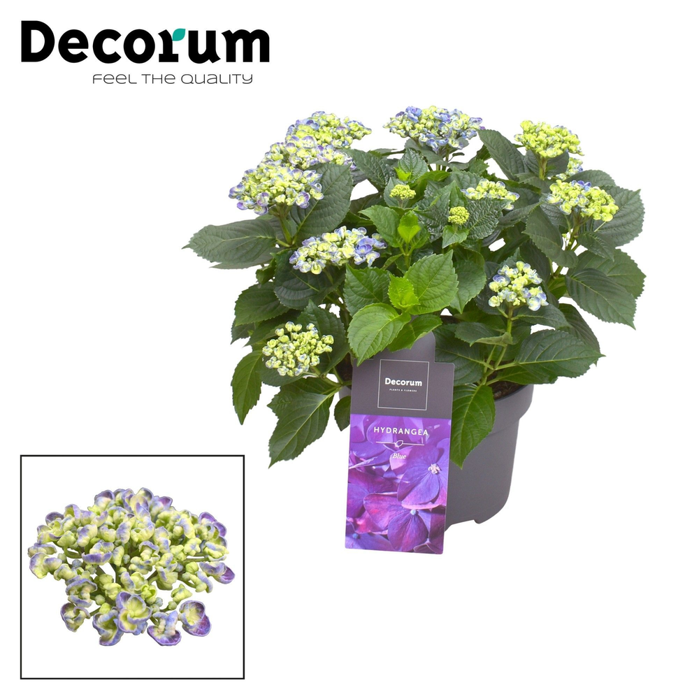 Hydrangea Curly Wurly Blauw 9-15 kop (Decorum).