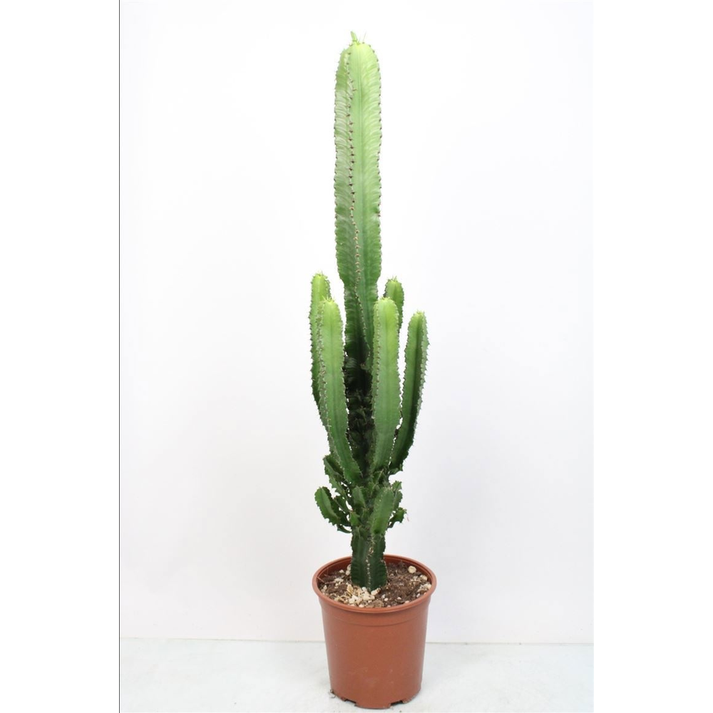 Euphorbia Eritrea - 540.