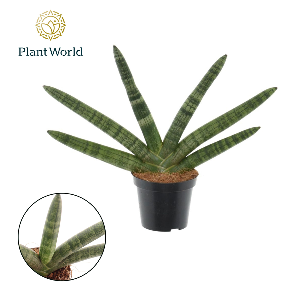 Sansevieria 'Skyline' P8,5.