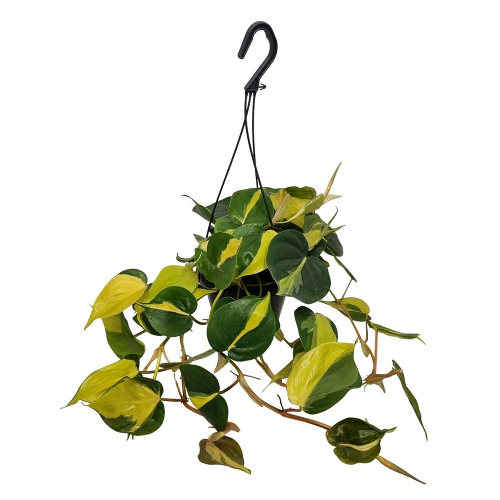 Philodendron Brasil Hangpot.