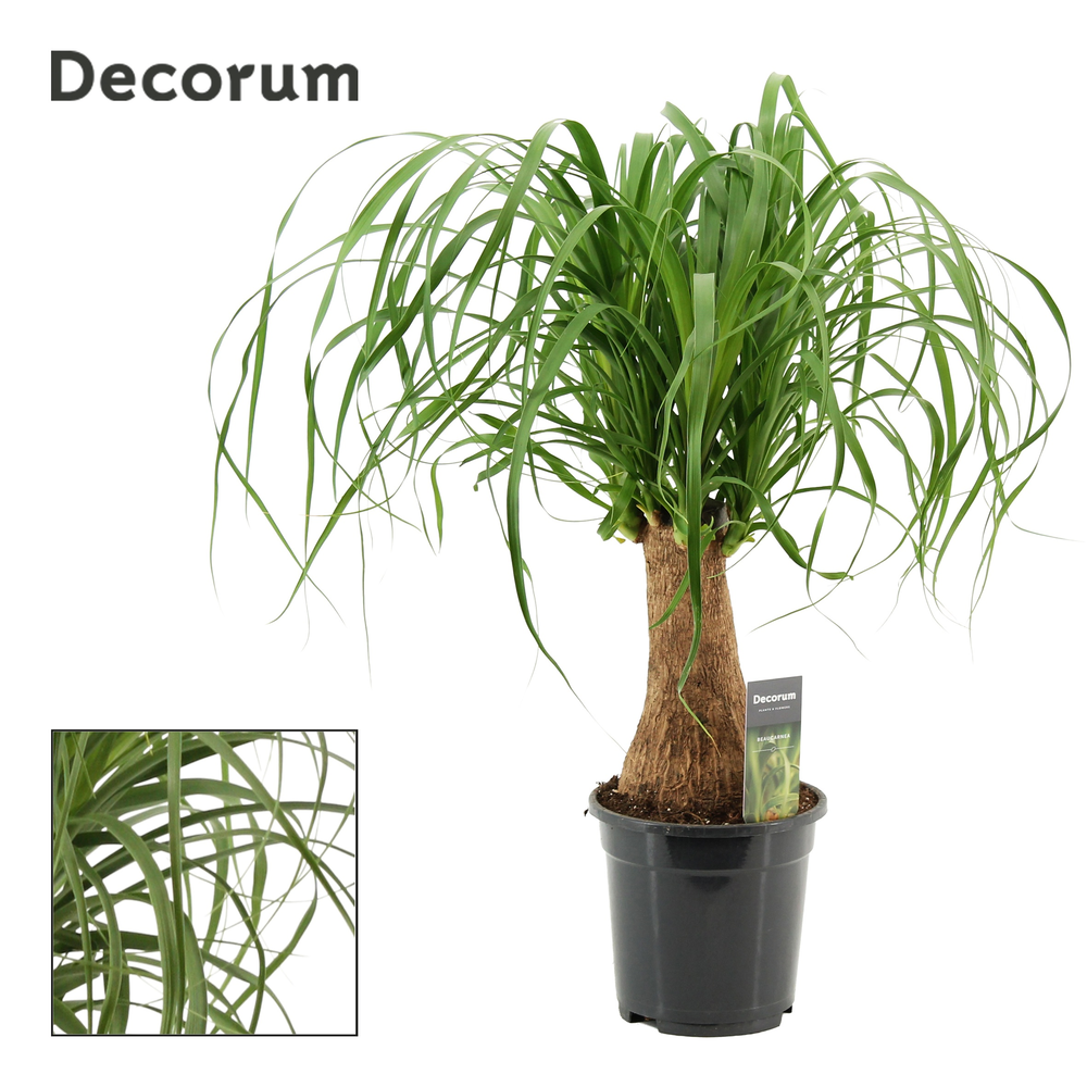 Beaucarnea recht 17 cm (Decorum).