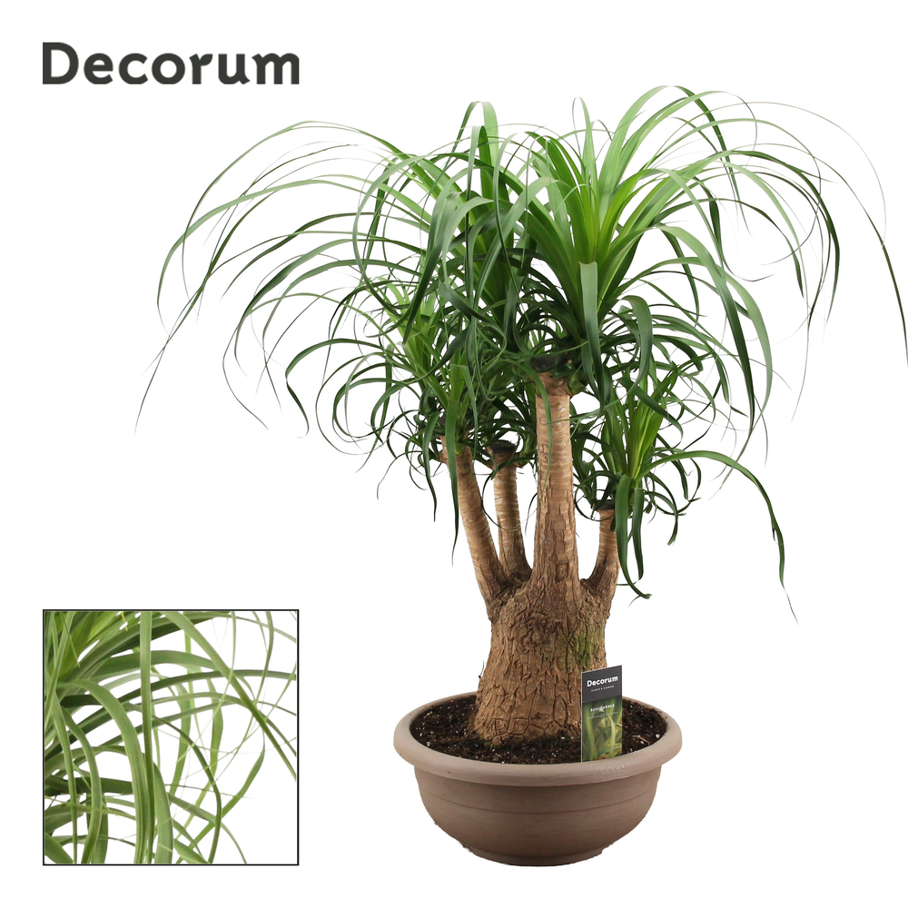 Beaucarnea vertakt 30 cm (Decorum).