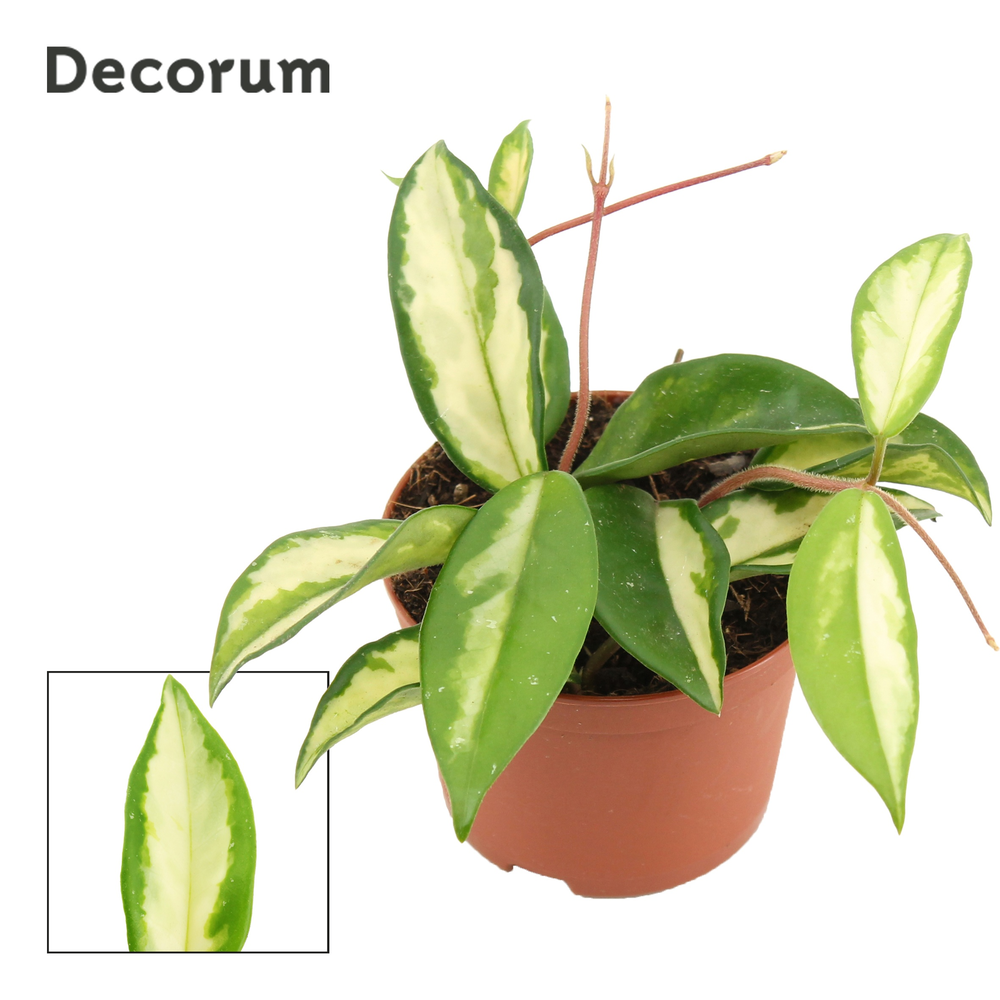 Hoya carnosa 9 cm Tricolor (Decorum).