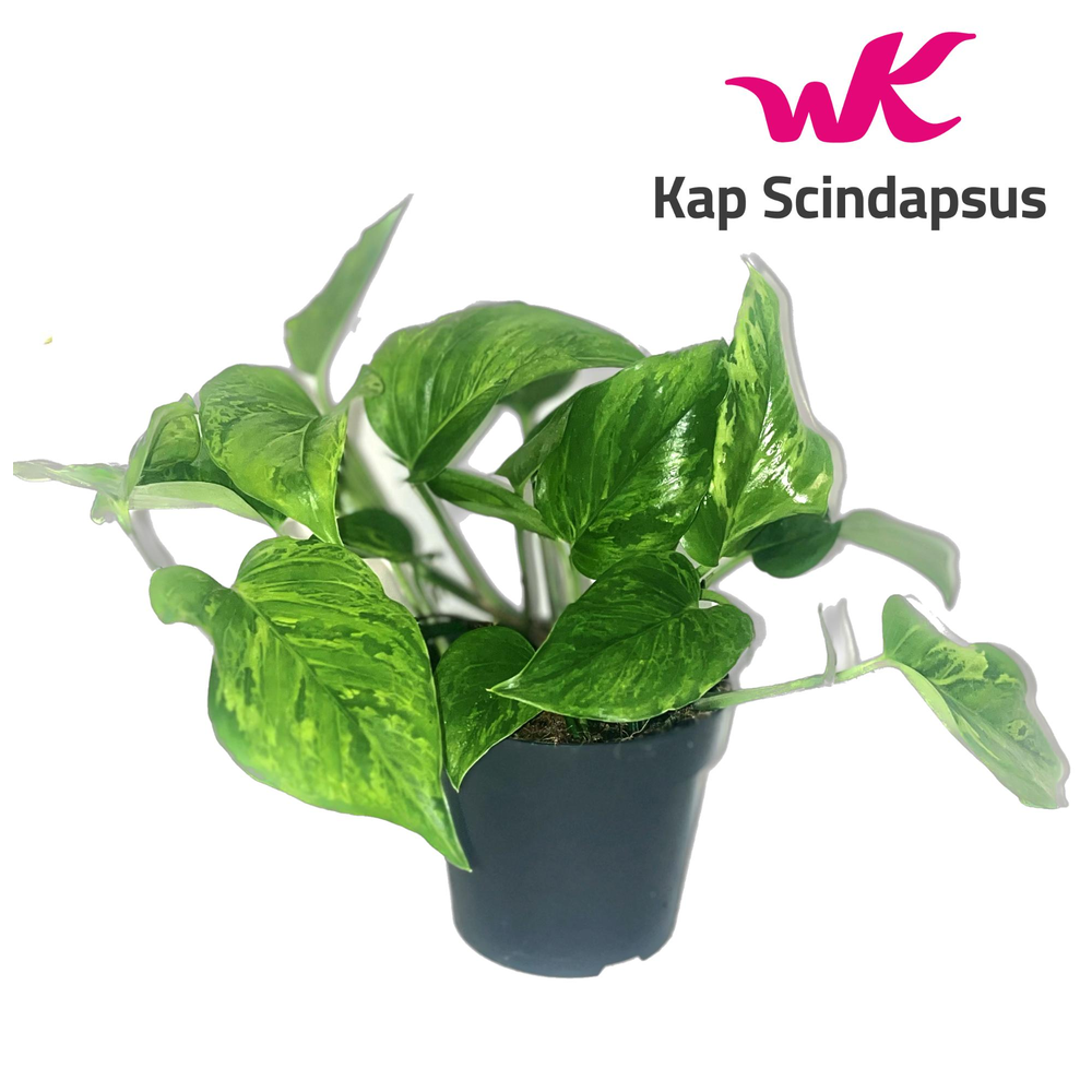 Scindapsus (Epipremnum) Marble Green.