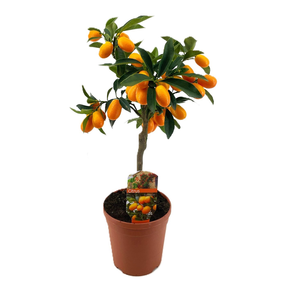 Citrus kumquat.