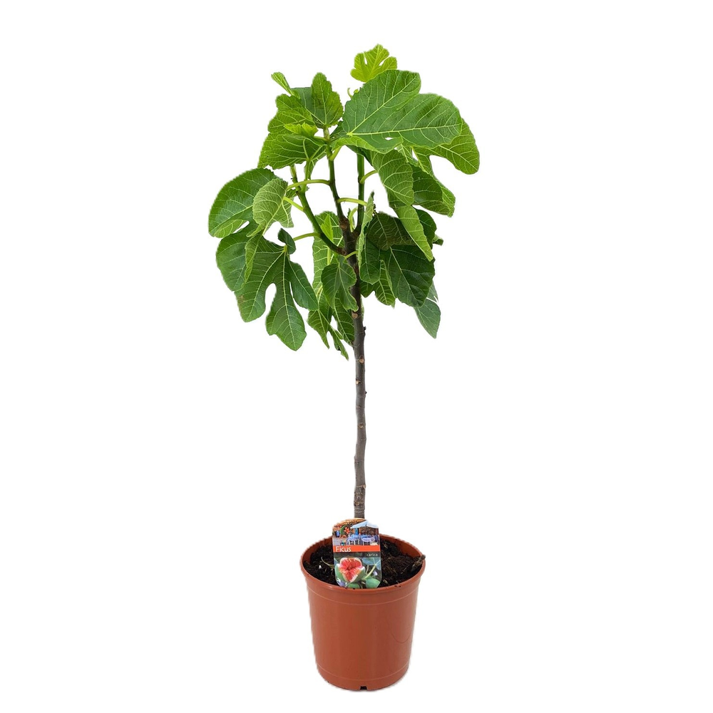 Ficus carica.