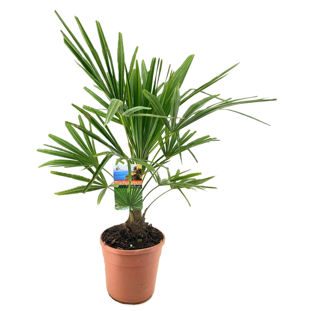 Trachycarpus fortunei.