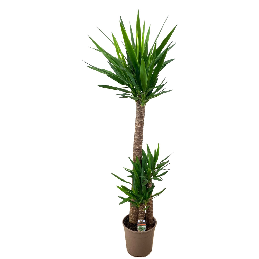 Yucca elephantipes 120-60-30.