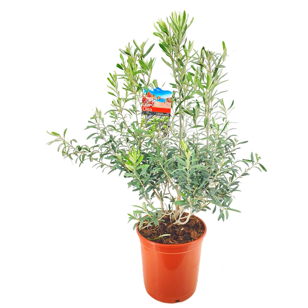 Olea europaea.