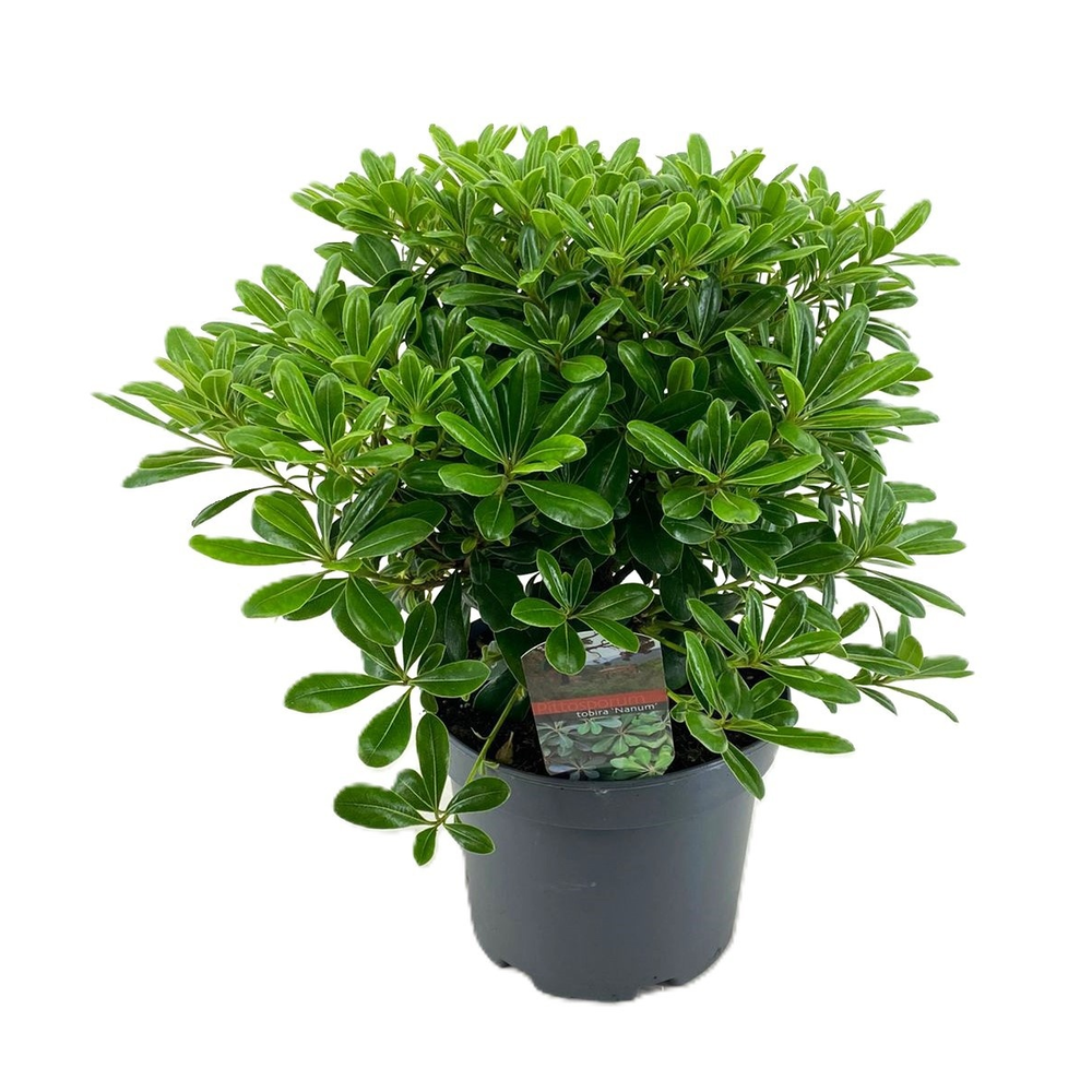 Pittosporum tobira nanum.