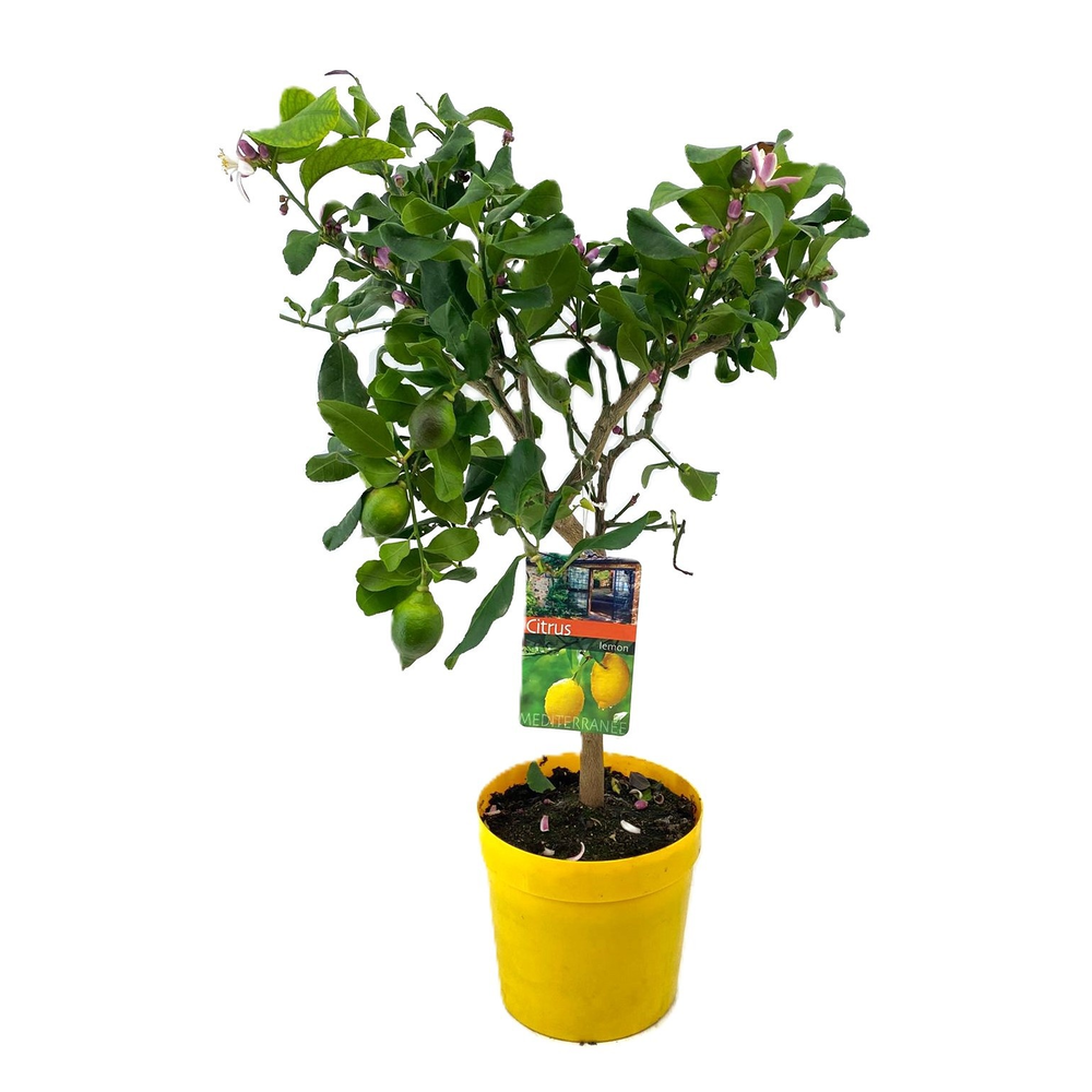Citrus lemon.