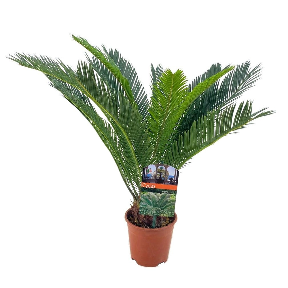 Cycas revoluta.