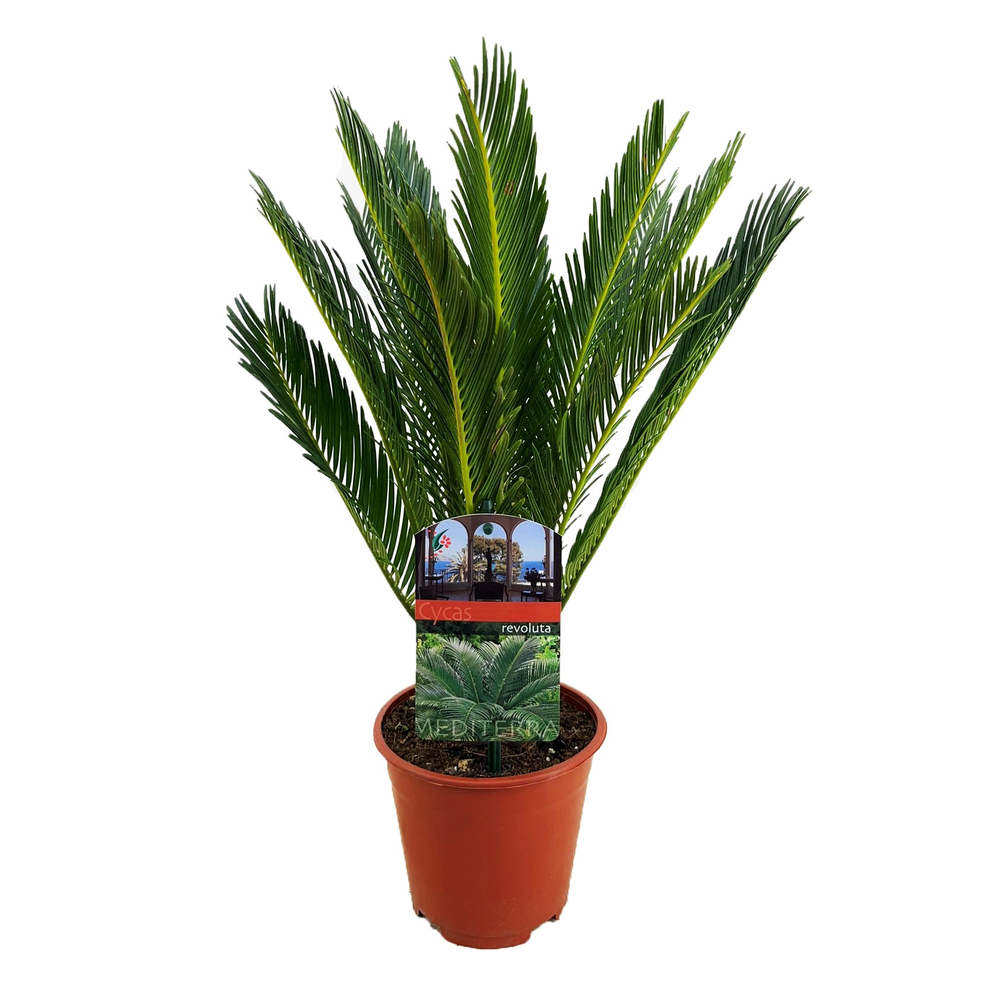 Cycas revoluta.