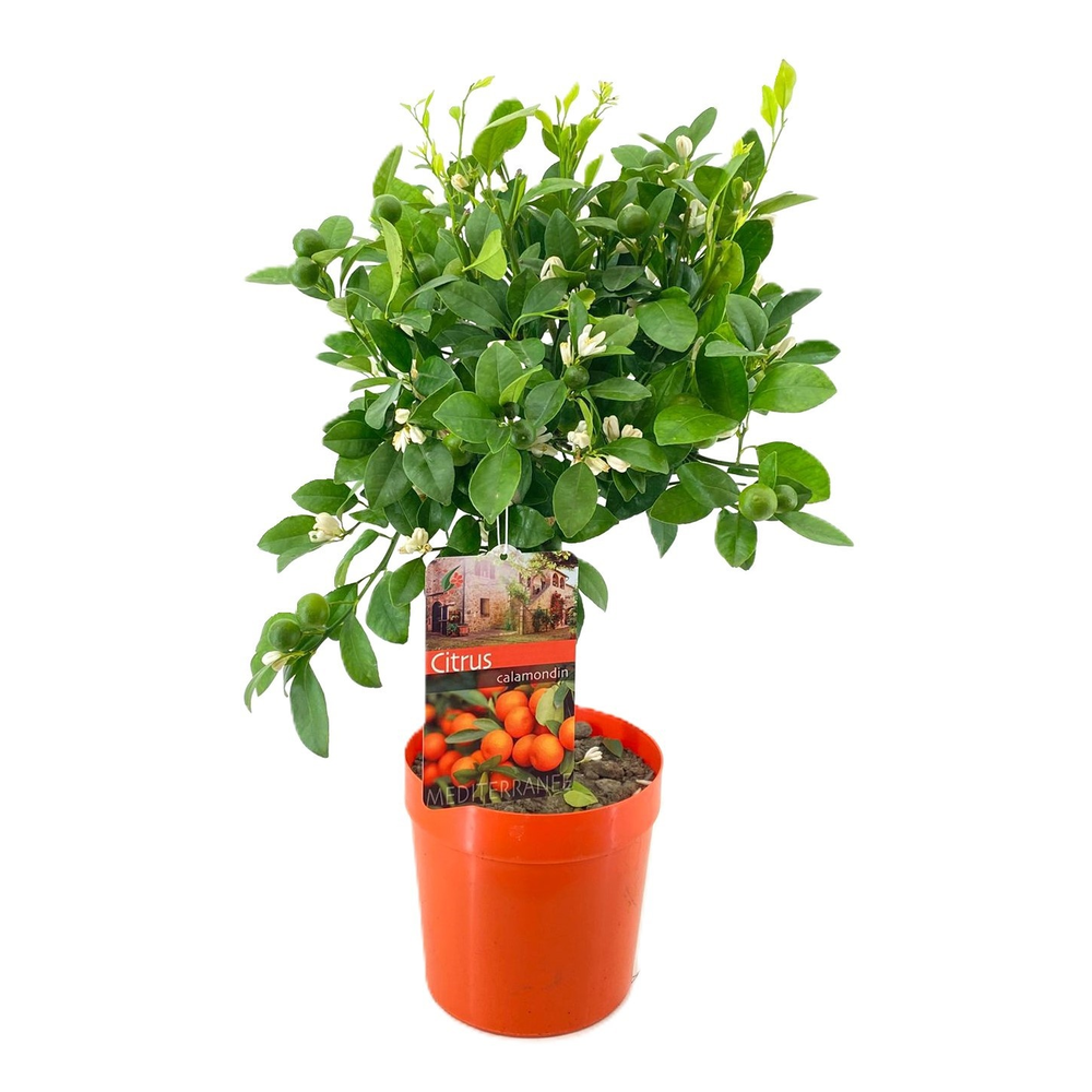 Citrus calamondin.
